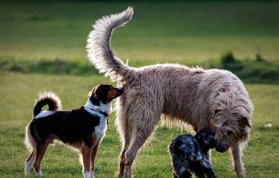 Rangordnung bei Hunden