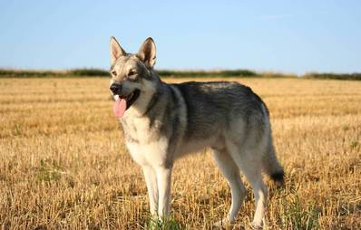 Saarloos Wolfhund