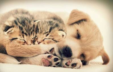 Schlafplatz der Katze