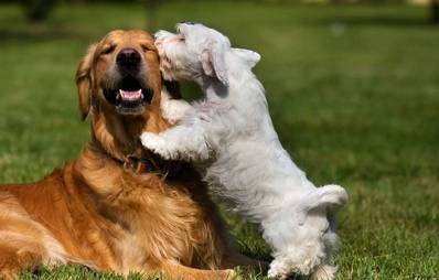 Sealyham Terrier