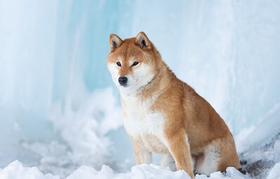 Shiba Inu