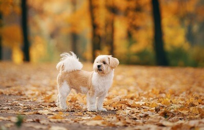 Shih Tzu: Hunderasse