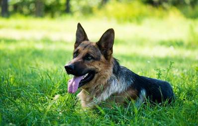 So wird Ihr Garten hundefreundlich