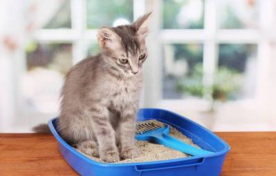 Stubenreinheit bei Katzen