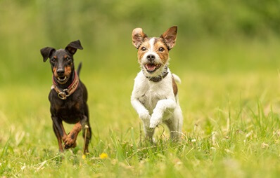 Terrier-Rassen im Überblick