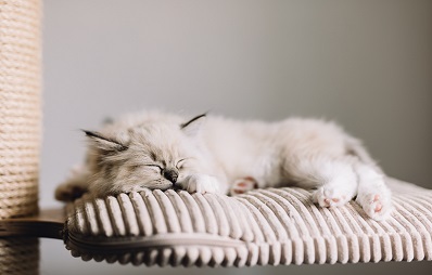 Traumwohnung für Katzen