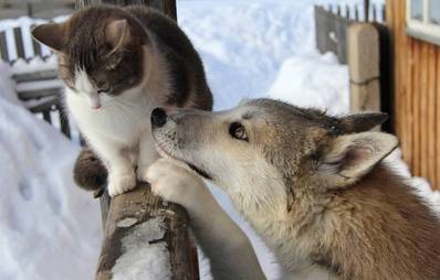 Viren und Kältegefahr für Vierbeiner