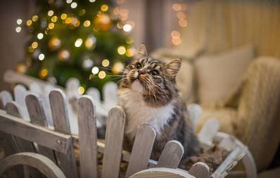 Weihnachten mit Haustier