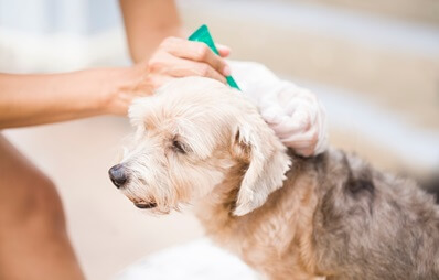 Zecken bei Hunden & Katzen: Vorbeugung