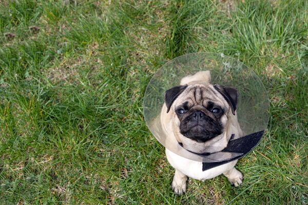Mops mit Halskragen (Trichter) sitzt auf einer Wiese und blickt nach oben