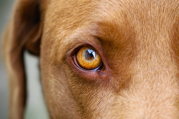 Nahaufnahme eines braunen Hundeauges mit deutlich sichtbarer Iris