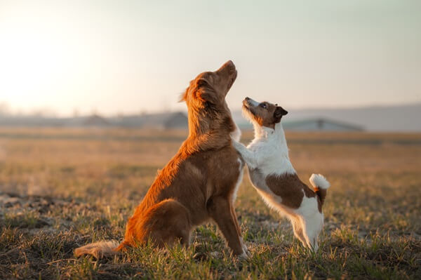 Zwei Hunde sind auf einem Feld und schauen aufmerksam nach oben, einer stellt sich auf die Hinterbeine
