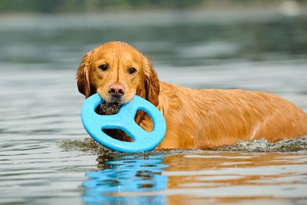 Retriever schwimmt im Wasser und trägt ein blaues Spielzeug im Maul