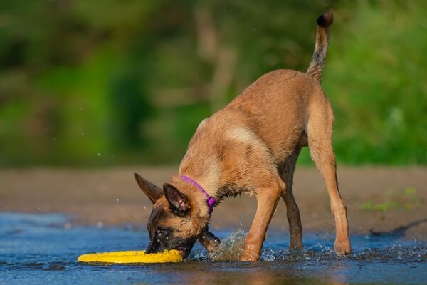 Hund spielt im Wasser mit einer gelben Frisbee-Scheibe